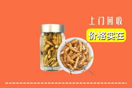 治多县回收散虫草